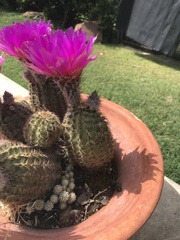 Echinocereus