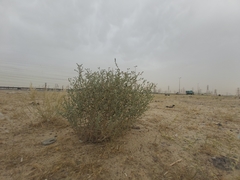 Heliotropium bacciferum