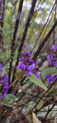False Sarsaparilla