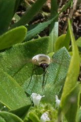 Systoechus candidulus
