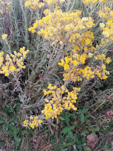 Dwarf Everlasting