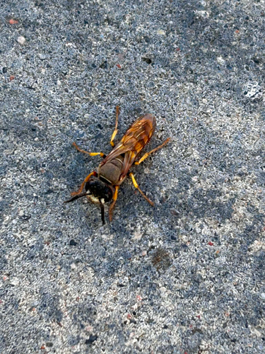 European beewolf