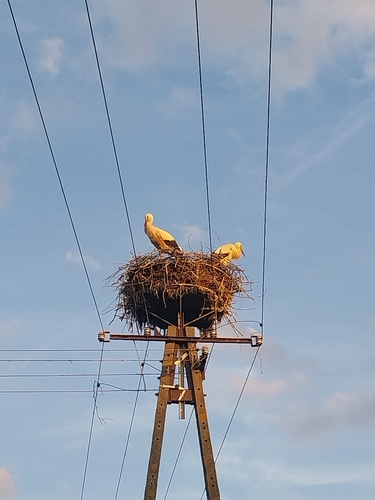 White Stork