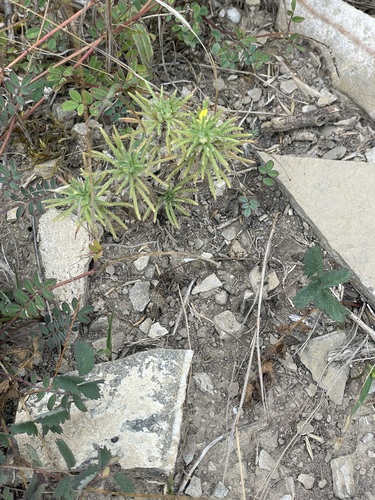 Ajuga chamaepitys, photograph 4