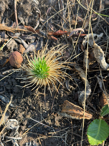 Psammotropha myriantha, 2026-08-09