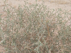 Heliotropium bacciferum