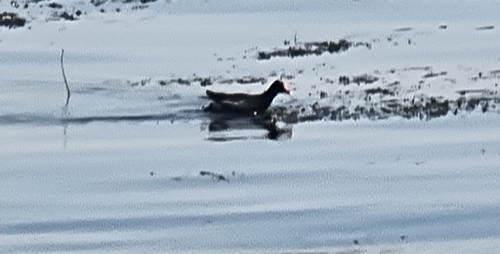 Eurasian Moorhen