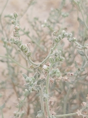 Heliotropium bacciferum