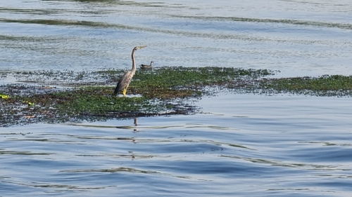 Purple Heron
