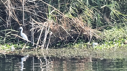 Little Egret