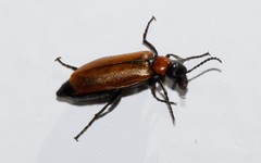 Alosimus decolor