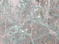 Heliotropium bacciferum