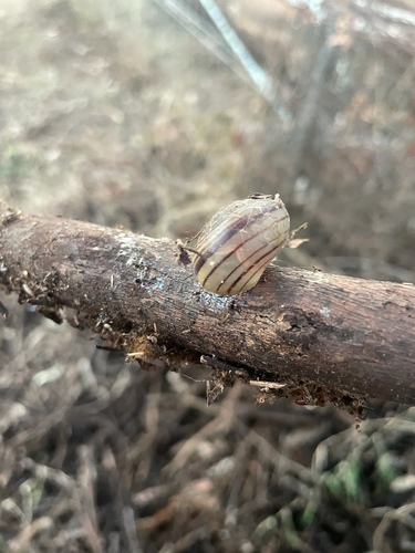Pale Banded Snail
