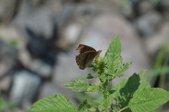 Junonia neildi varia
