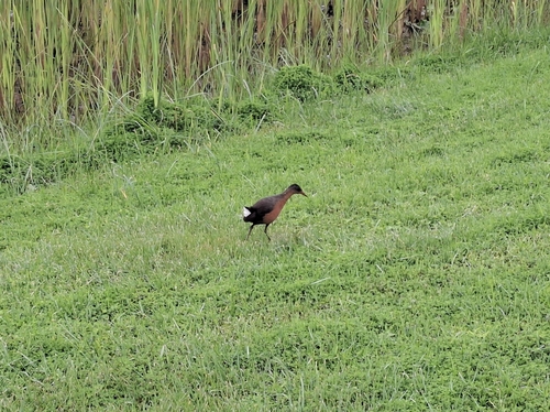 Rouget's Rail