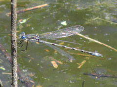 Lestes australis