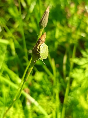 Green Shield Bug