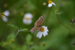 Anthanassa atronia