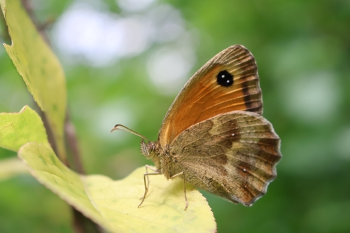 Gatekeeper
