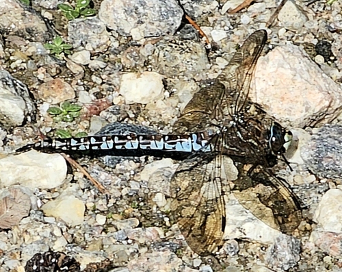 Azure Hawker