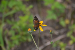 Anthanassa atronia