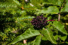 Sambucus racemosa melanocarpa