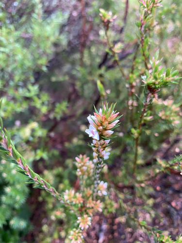 Epacris lanuginosa, photograph 5