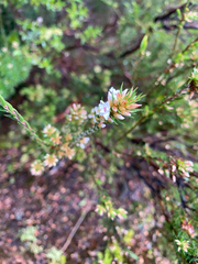 Epacris lanuginosa, photograph (c) krumpianking, some rights reserved (CC BY)