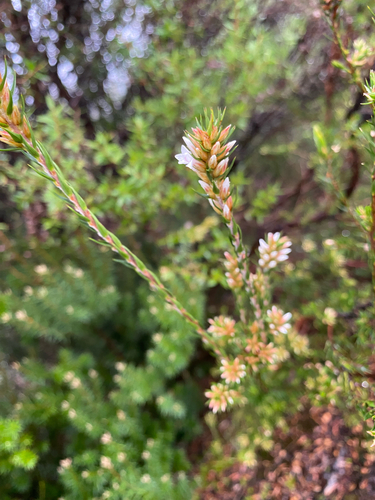 Epacris lanuginosa, photograph 3
