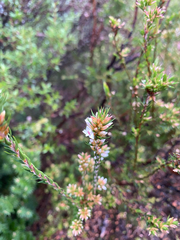 Epacris lanuginosa, photograph (c) krumpianking, some rights reserved (CC BY)