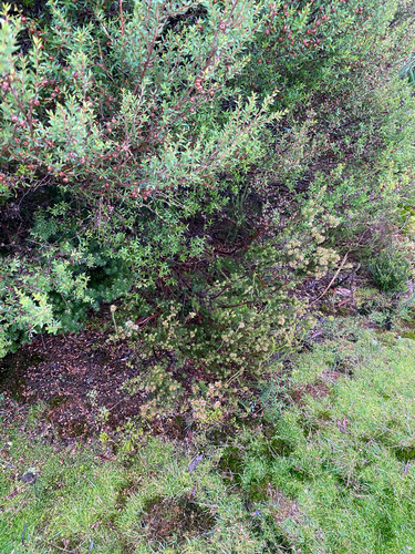 Epacris lanuginosa, photograph 4