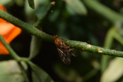 Xenopterella obliqua