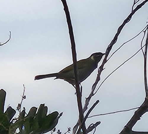 Lewin's Honeyeater
