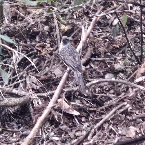 Little Wattlebird