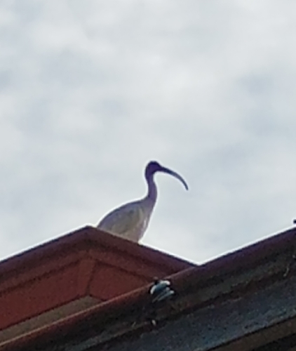 Australian Ibis