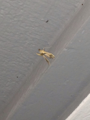 Lineodes elcodes
