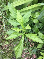 Geum laciniatum