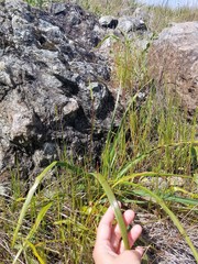 Calochortus tiburonensis