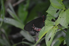 Parides erithalion polyzelus
