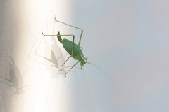 Leptophyes punctatissima