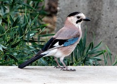 Garrulus glandarius atricapillus