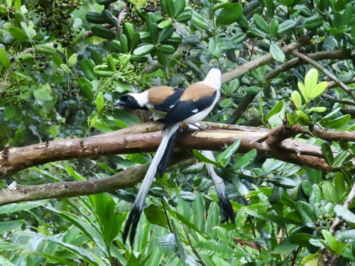 White-bellied Treepie (Dendrocitta leucogastra), photo 4