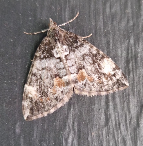 Dysstroma latefasciata