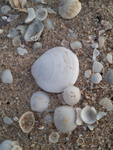 Glycymeris holosericus, 2026-07-30