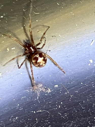 Dreiecks-Fettspinne