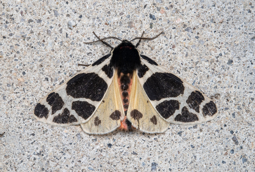 Arctia flavia