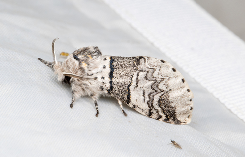 Poplar Kitten
