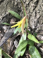 Erythronium americanum