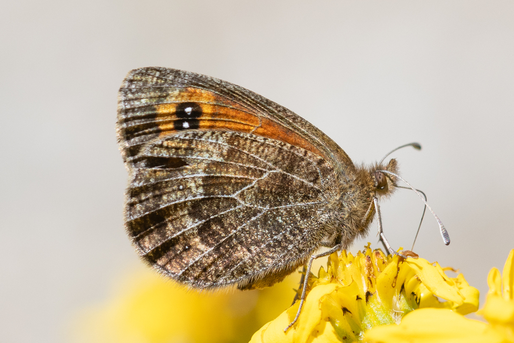 Gavarnie Ringlet