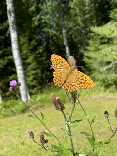 Silver-washed Fritillary